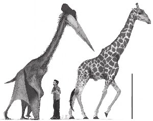 comparative-sizes-of-quetzalcoatlus-northropi-25-m-tall-at-shoulder-250-kg-estimated.png