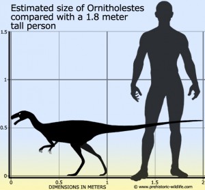 ornitholestes-size.jpg