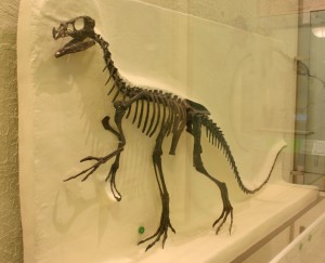 ornitholestes_hermanni_-american_natural_history_museum-6.jpg