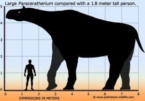 paraceratherium-size.jpg
