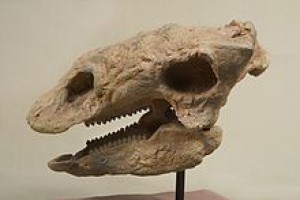220px-the_childrens_museum_of_indianapolis_-_cast_skull_of_gastonia_-_overall.jpg
