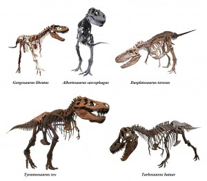 tyrannosauridae.jpg
